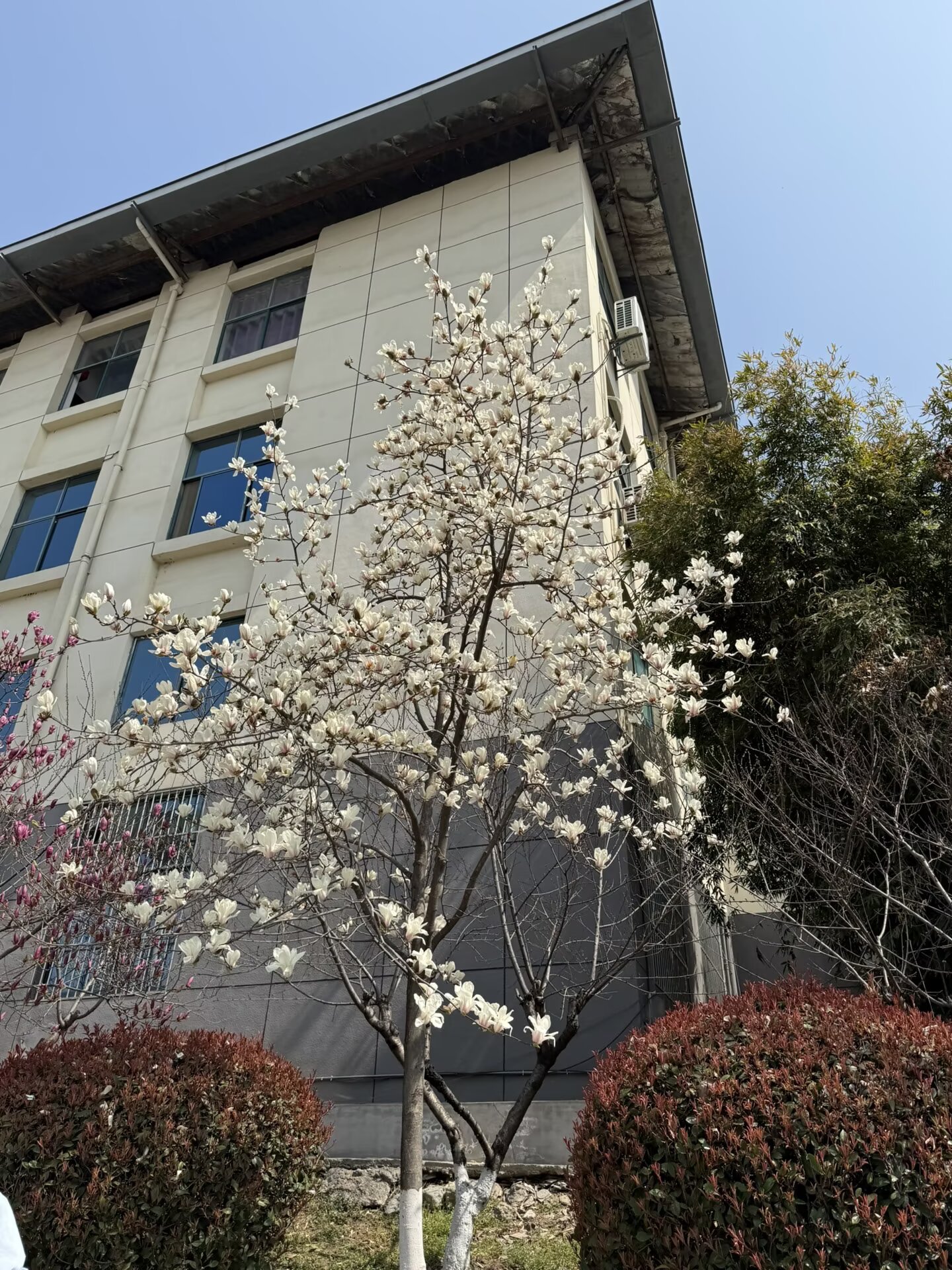 不知名的花.jpg